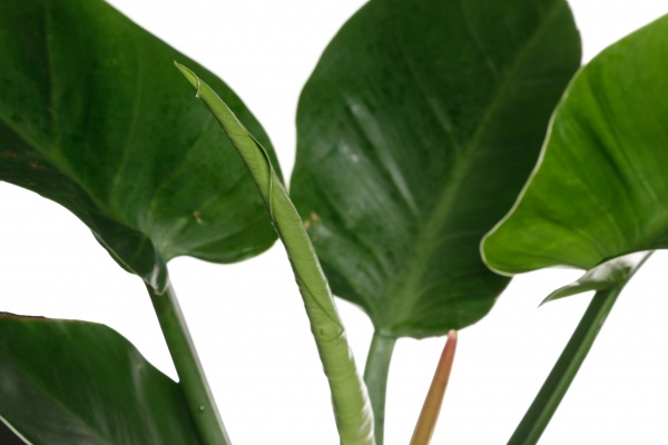 Растение филодендрон микс 14/35