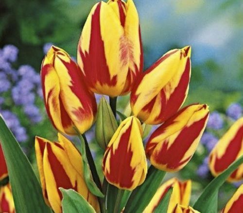 Луковица Яскрава Тюльпан многоцветковый Colour Spectacle 3 шт.