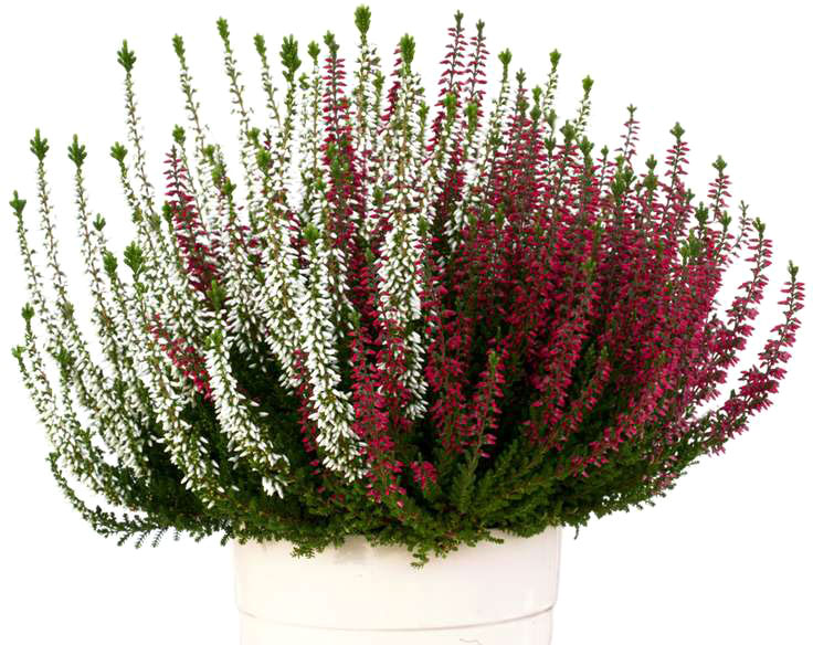 Рослина кімнатна Каллуна 12x20 мікс в одному горщику