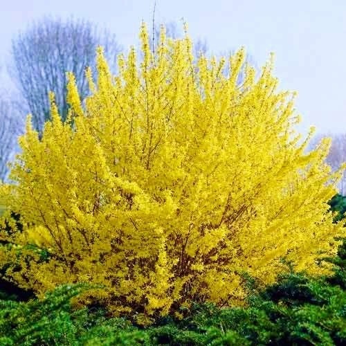 Растение Форзиция Миниголд С2 H20-40