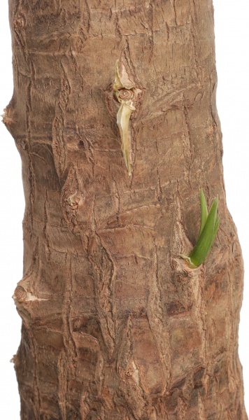 Рослина кімнатна Юка 24/110 Майя