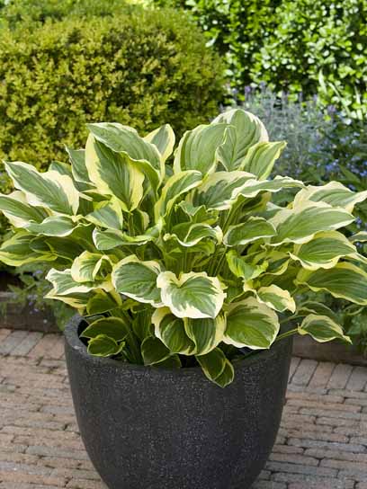 Корневище хосты Соу Свит XL 1 шт. 