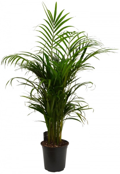 Рослина Пальма Арека 24/140