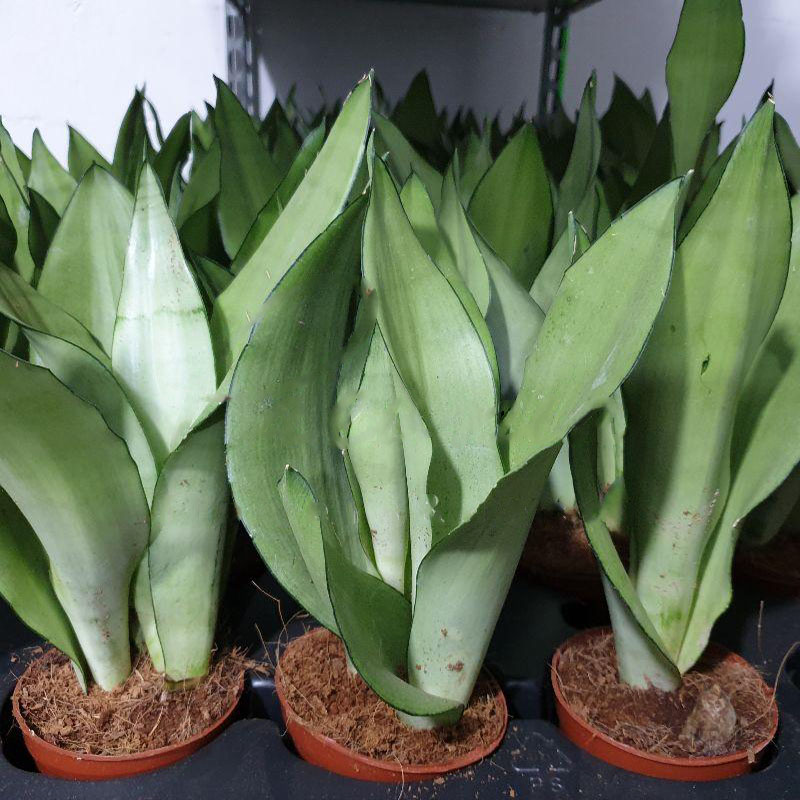 Растение Сансевиерия 9х25 Moonshine