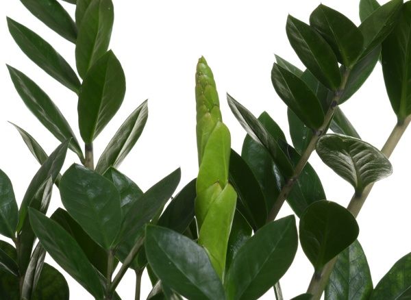 Рослина Заміокулькас d17х70 см