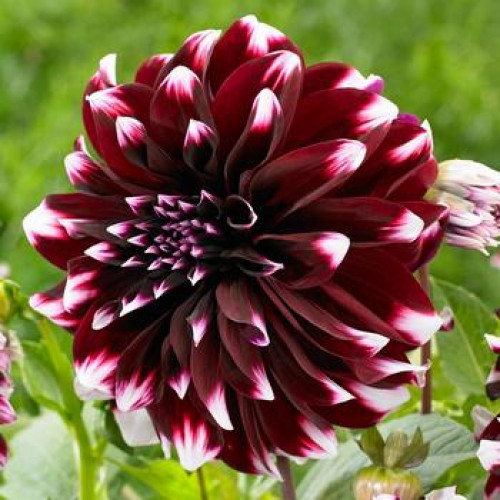 Корнеклубень Яскрава Георгина высокорослая Contraste 