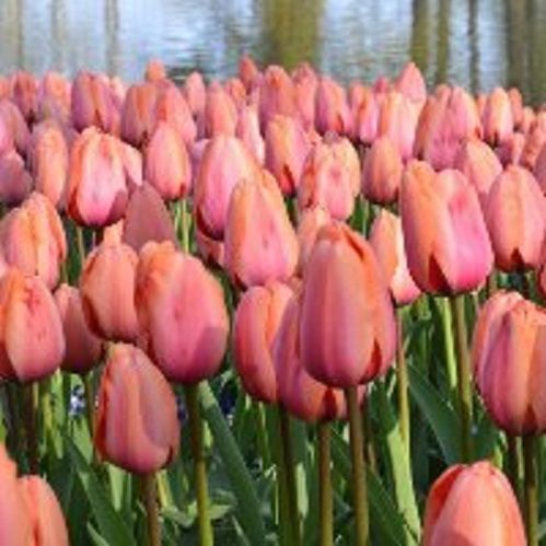 Луковица Тюльпан Дарвин Гибрид Априиот Импрешн 5 шт. 