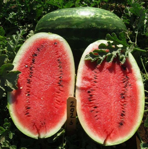 Семена Професійне насіння арбуз Эрли Саманта F1 8 шт. (4820176693877)