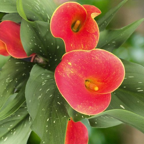 Луковица Калла Kasai 1 шт. 