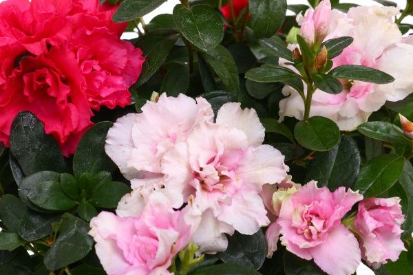 Рослина Азалія мікс 12х20 см біла