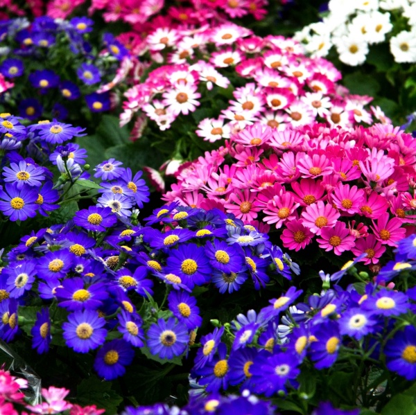 Семена Професійне насіння цинерария Амиго смесь 10 шт. (4823058205601)