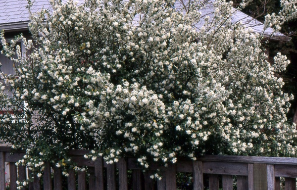 Рослина Османтус бурквуда /Osmanthus burkwoodii С3 /Н 40-60