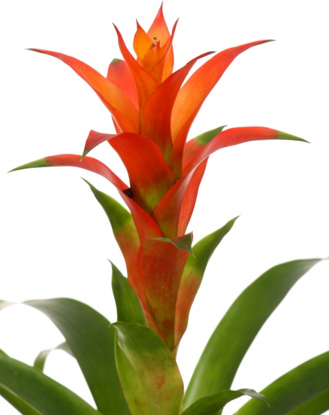 Рослина декоративна Врієзія мікс 12/50