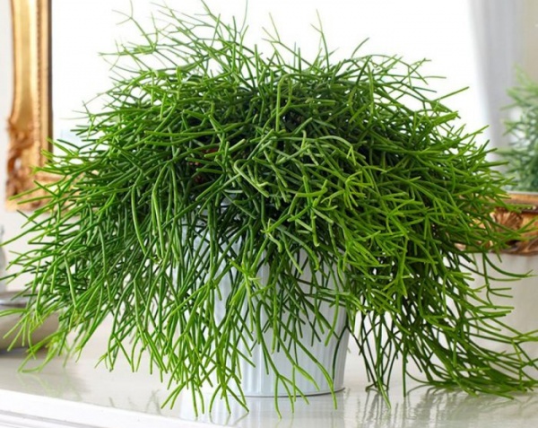 Растение комнатное Рипсалис микс 12/20