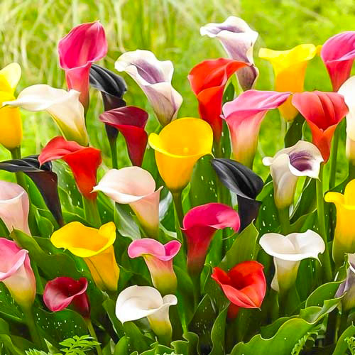 Растение Калла микс 13/45