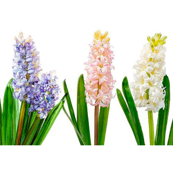 Растение Гиацинт микс 3рр 12/15