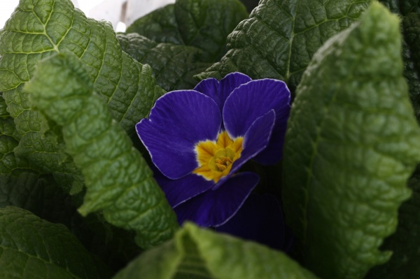 Растение Гиацинт + Примула 2 овал сердце в корзине