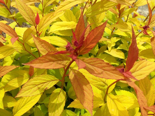 Растение Спирея Голдфлейм С2 D10-15