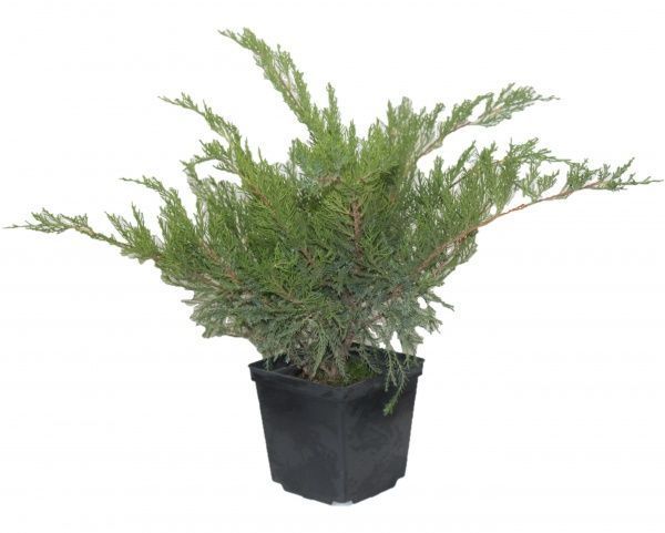 Саженец MegaPlant Можжевельник средний Mint Julep 35-45 см С2