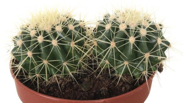 Растение Кактус 12х15 см микс