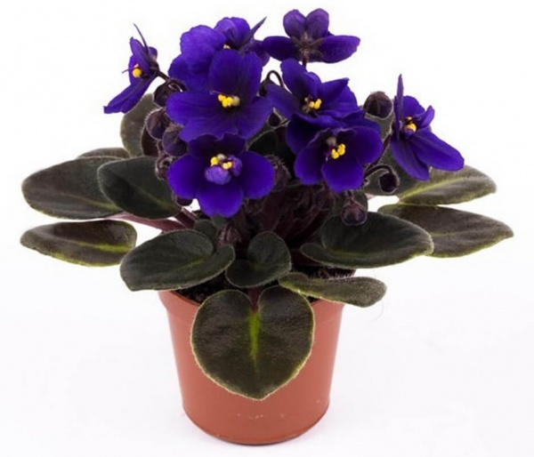 Растение Сентполия микс 10/15