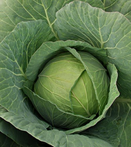 Семена Садовий Світ капуста белокочанная Ольга 0,5г