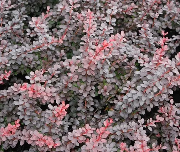 Растение Барбарис тунберга Дартс Ред Леди/Berberis thunb. 'Dart's Red Lady' C4/H 20-30