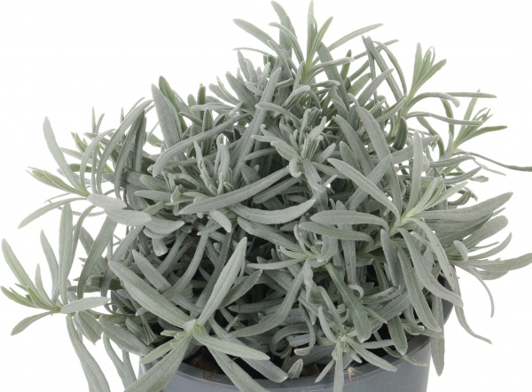 Растение Пряные травы микс 13x20 см см