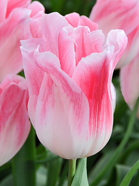 Цибулина TUBERBULB Export B.V. тюльпана лілієцвітного Холланд Чік 3 шт. 