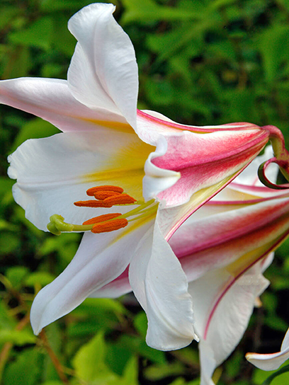 Цибулина TUBERBULB Export B.V. лілії трубчастої Регале 1 шт.