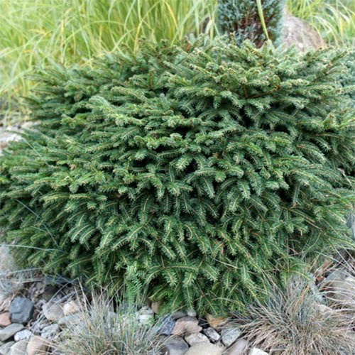 Растение Ель Карел d15/h30