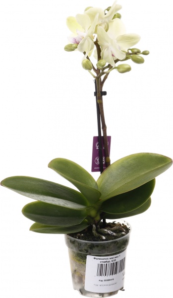 Растение комнатное Фаленопсис мини микс 6х20 см 1 ствол