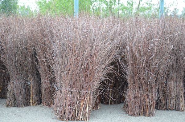 Метла березовая Лев з держаком в/г