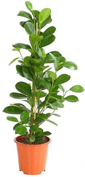 Растение Фикус мокламе d27/h110