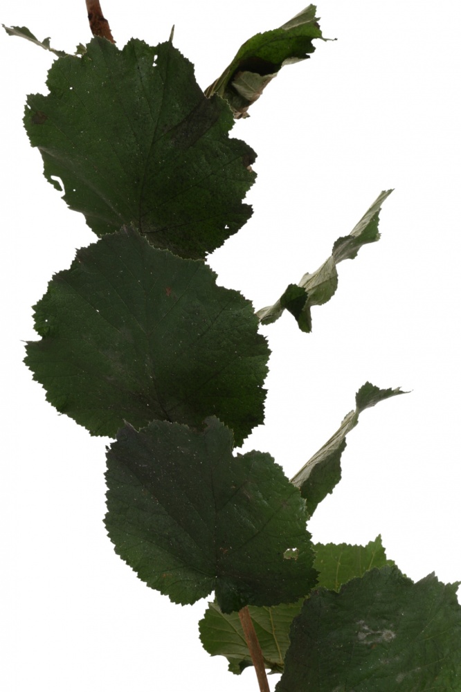 Саженец фундука 1р (C7)