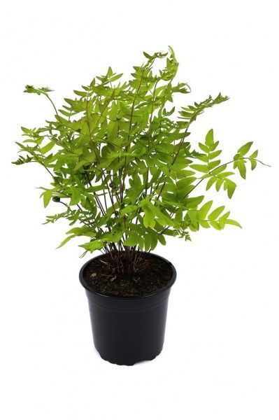 Растение декоративное Лотос К Чистоуст величавый (Osmunda regalis)