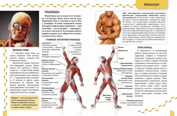 Книга «О теле человека» 978-617-729-255-4