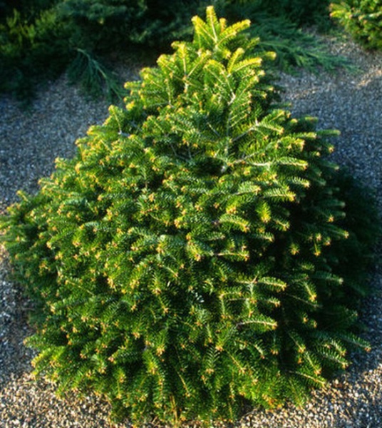 Растение Пихта нордмана / Abies nordmaniana Barabits Compact, С5