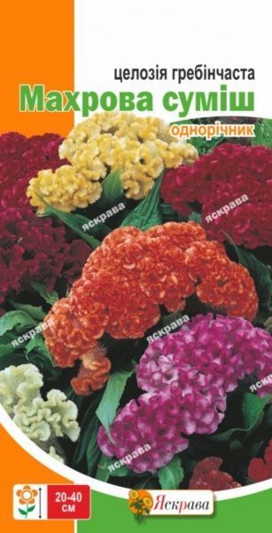 Семена Яскрава целозия гребенчатая Махровая смесь 0,3 г (4823069806163)