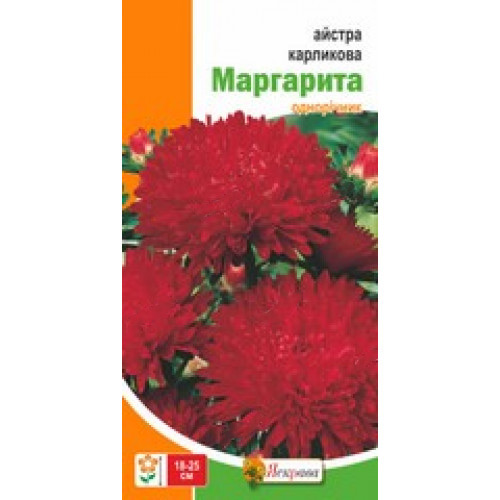 Насіння Яскрава айстра карликова Маргарита