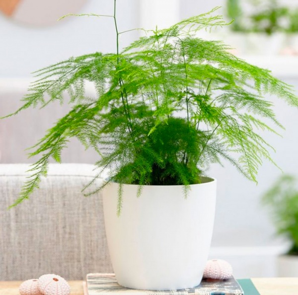 Растение комнатное Аспарагус микс 12/30