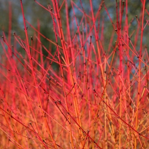 Растение Дерен красный Midwinter Fire (R21-F21 20-30 C3)