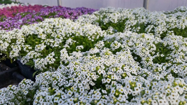 Растение Лобулария d9/h10