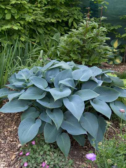 Корневище хосты Хелсиен XL 1 шт. 