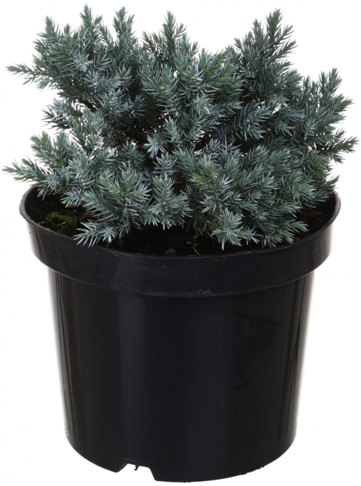 Рослина Ялiвець Blue star C3