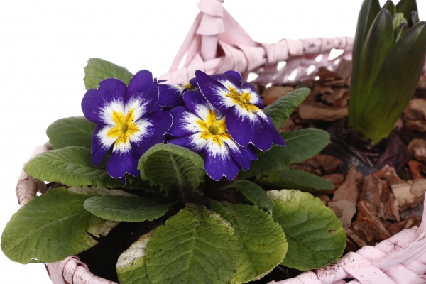 Рослина кімнатна Кошик Гіацинт 1 + Примула 1овал з ручкою