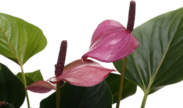 Растение комнатное Антуриум andreanum микс 14/50