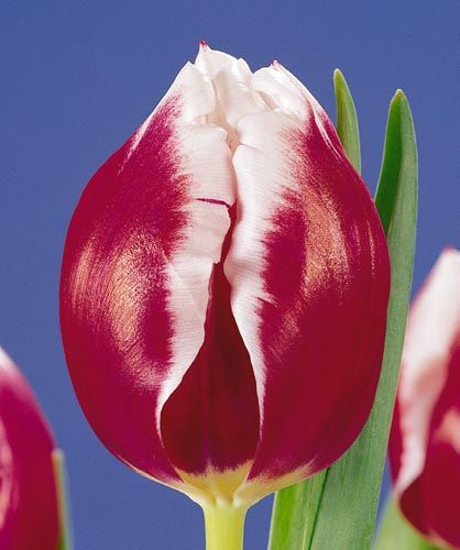 Луковица Тюльпан Remise 3 шт. 