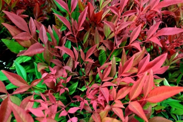 Растение Нандино С3