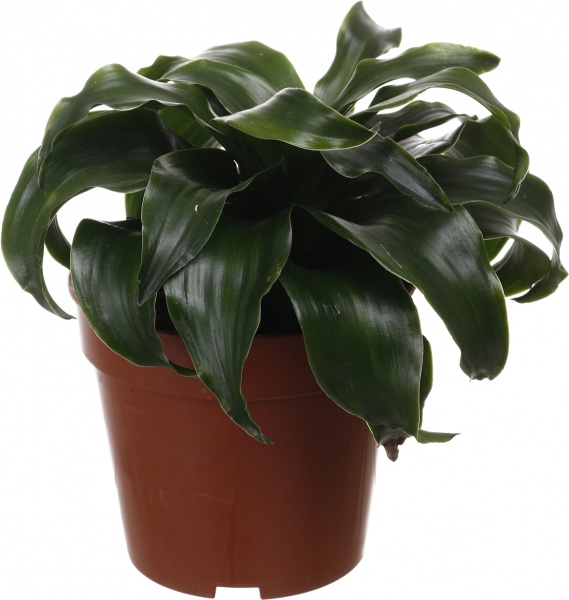 Рослина кімнатна Драцена Компакта 12/25